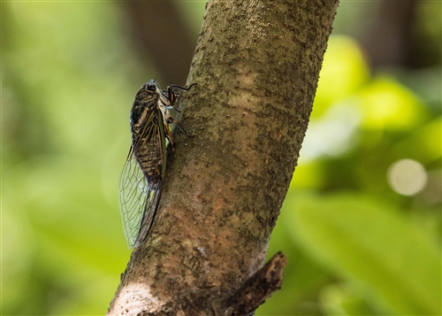 高砂熊蟬
