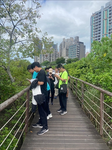 紅樹林生態探索