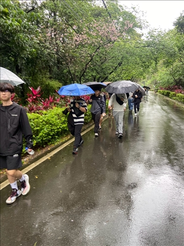 滬尾櫻花大道健行賞櫻