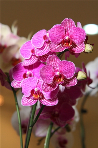 黑天鵝廳 蝴蝶蘭展風華