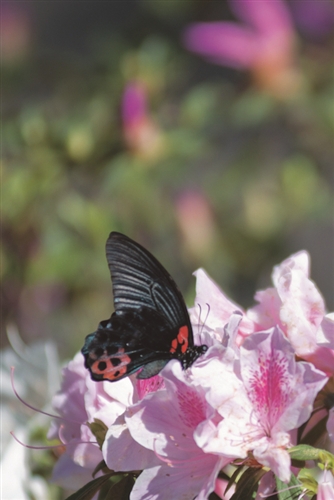 中華民國精彩一百