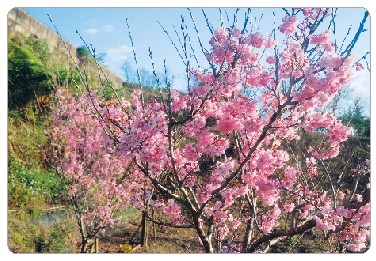 智慧花園盛放  櫻花梅樹繽紛喜氣