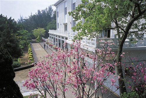 淡江櫻花-02
