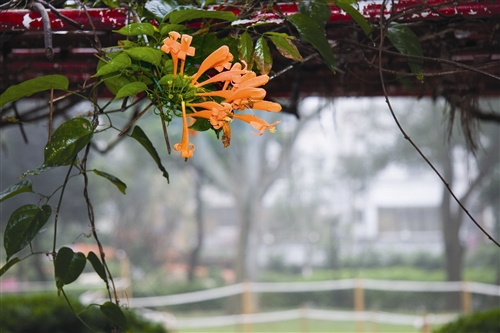 宮燈教室及周邊景象-05