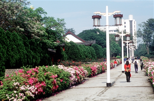 淡江大學宮燈大道-1